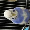 SAR 200,  Birds With Cage And Food