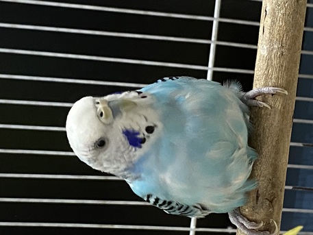 Al Iskan, Pet Supplies, SAR 200,  Birds With Cage And Food