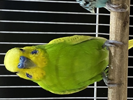 Al Iskan, Pet Supplies, SAR 200,  Birds With Cage And Food