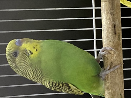 Al Iskan, Pet Supplies, SAR 200,  Birds With Cage And Food