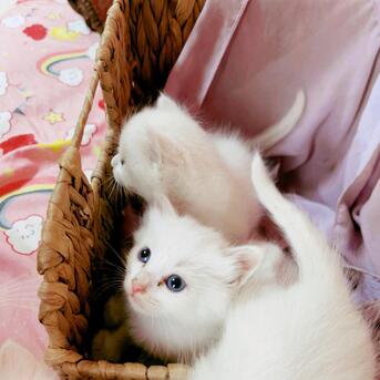 Bani Malik, Pet Supplies, 3 Kittens Looking For Cozy And Loving Family