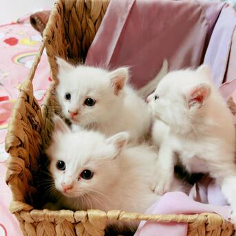 Bani Malik, Pet Supplies, 3 Kittens Looking For Cozy And Loving Family