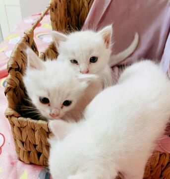 Bani Malik, Pet Supplies, 3 Kittens Looking For Cozy And Loving Family