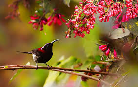 Mumbai, Travel, Pangot Short Birding Tour | Forest Birding Experience Uttarakhand