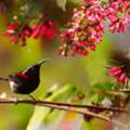 Pangot Short Birding Tour | Forest Birding Experience Uttarakhand