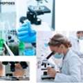 Grey Wonder Land Best Place To Buy Peptides Online