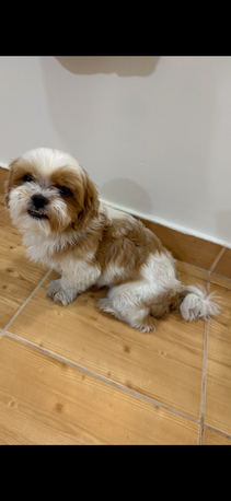 Hidd, Pet Supplies, BHD 100,  Shitzu Dog For Sale 4 Years Old
