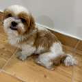 BHD 100,  Shitzu Dog For Sale 4 Years Old