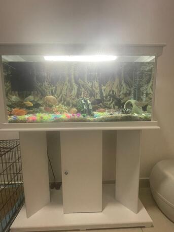 Al Sulaymaniyyah, Pet Supplies, SAR 1500,  Aquarium To Sell