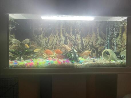 Al Sulaymaniyyah, Pet Supplies, SAR 1500,  Aquarium To Sell
