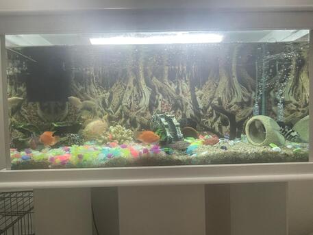 Al Sulaymaniyyah, Pet Supplies, SAR 1500,  Aquarium To Sell