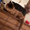 Beautiful Healthy Himalayan Male Cat Available For Mating