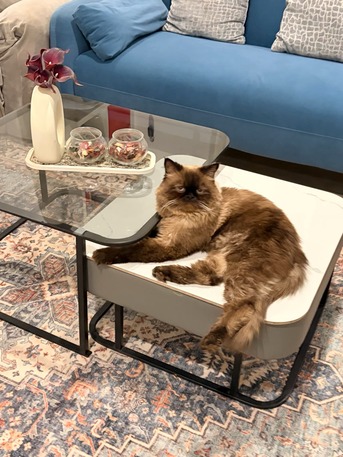Riyadh, Pet Sitting, Beautiful Healthy Himalayan Male Cat Available For Mating
