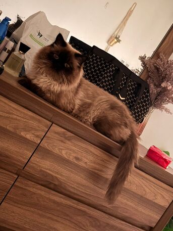 Riyadh, Pet Supplies, Looking For Female Cat To Mate With My Healthy Young Himalayan Male Cat