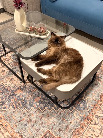 Riyadh, Pet Supplies, Looking For Female Cat To Mate With My Healthy Young Himalayan Male Cat