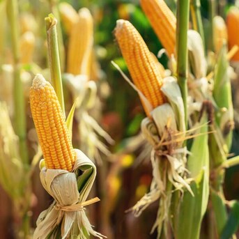 New York, Business, Buy Corn Golden Bantam Seeds | Classic Heirloom Sweet Corn