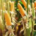 Buy Corn Golden Bantam Seeds | Classic Heirloom Sweet Corn