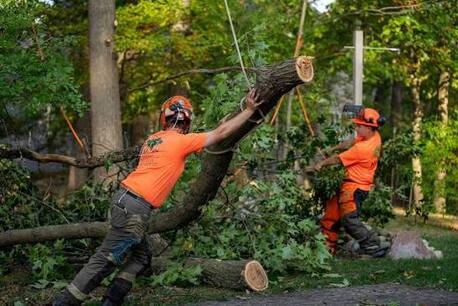New York, Business, Professional Tree Removal Service In Columbia, SC