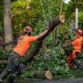 Professional Tree Removal Service In Columbia, SC