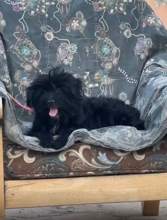 Khobar, Pet Supplies, Free - Shih Tzu Puppy For Adoption