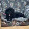 Free - Shih Tzu Puppy For Adoption
