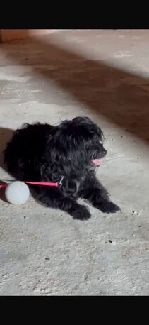 Khobar, Pet Supplies, Free - Shih Tzu Puppy For Adoption