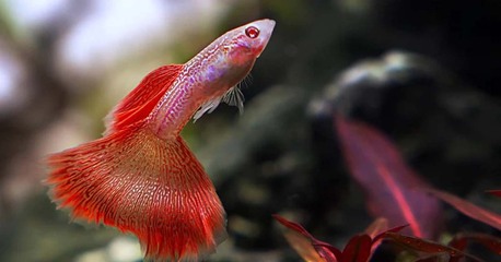 Montreal, Pet Supplies, CAD 50,  Pet Fish For Sale Quebec