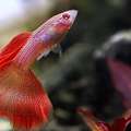 CAD 50,  Pet Fish For Sale Quebec