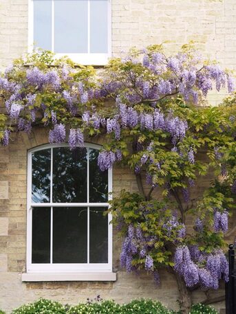 London, Wholesale Products, Ultimate Rose &ndash; Premium Timber Alternative UPVC Sash Windows