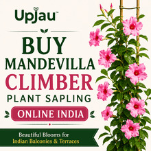Noida, Farm & Garden, INR 121,  Mandevilla Climber Plant Sapling Online India