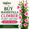 INR 121,  Mandevilla Climber Plant Sapling Online India