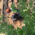 Land Clearing Lane Cove - Sam's Tree Services North Shore