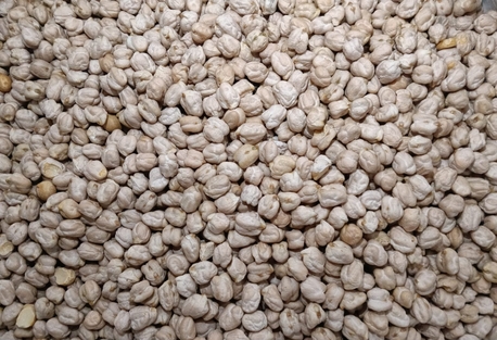 Riyadh, Wholesale Products, 24 Tons Chick Peas For Human Consumption Available In Riyadh