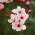 Okame Cherry Tree | Fast-Growing Ornamental Variety
