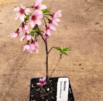 New York, Farm/Garden, Okame Cherry Tree | Fast-Growing Ornamental Variety