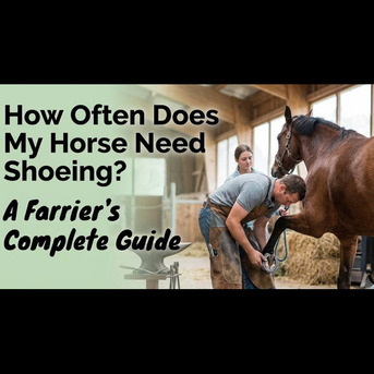 New York, Pet Supplies, Horse Shoeing Schedule Guide | Farrier Near Me Indiana