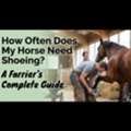 Horse Shoeing Schedule Guide | Farrier Near Me Indiana