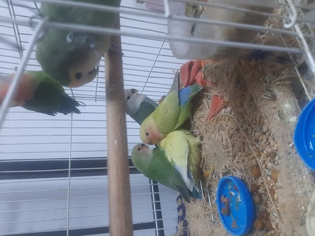 Abu Saiba, Pet Supplies, SR 130,  Rose Love Birds Grone Up Babies