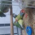 SR 130,  Rose Love Birds Grone Up Babies