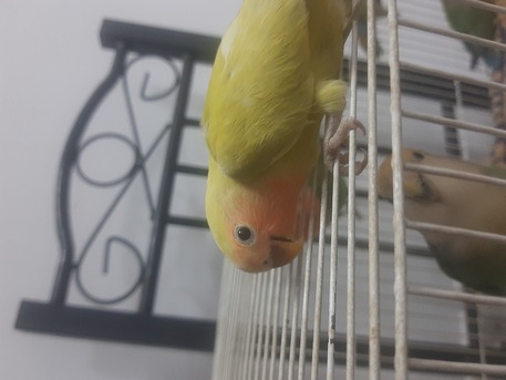 Abu Saiba, Pet Supplies, SR 130,  Rose Love Birds Grone Up Babies