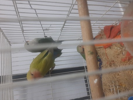 Abu Saiba, Pet Supplies, SR 130,  Rose Love Birds Grone Up Babies