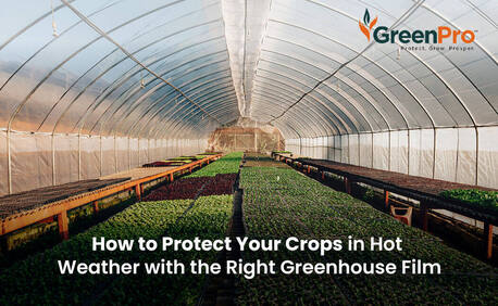 Bangalore, Farm & Garden, High-Yield Greenhouse Films | Crop Protection | GreenPro  Ventures