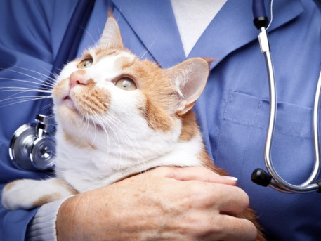 New York, Business, VetNow Animal Urgent Care