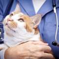 VetNow Animal Urgent Care