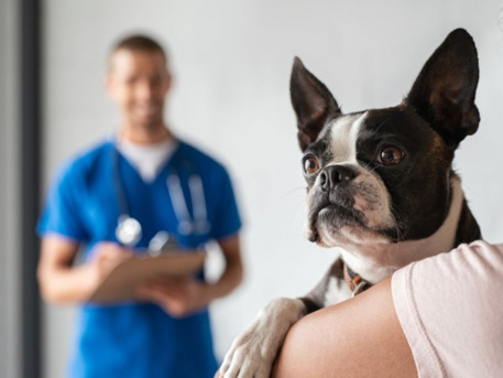 New York, Business, VetNow Animal Urgent Care