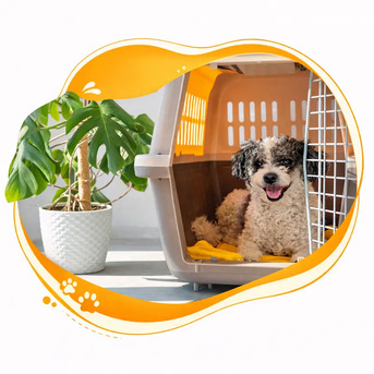 Sharjah, Businesses For Sale, Tree Pet Veterinary Clinic &ndash; Compassionate Veterinary Care You Can Trust