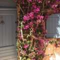Solid Wood Front Doors