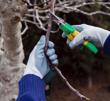 Sydney, Farm/Garden, Tree Pruning Artarmon - North Shore Tree Loppers