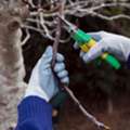 Tree Pruning Artarmon - North Shore Tree Loppers