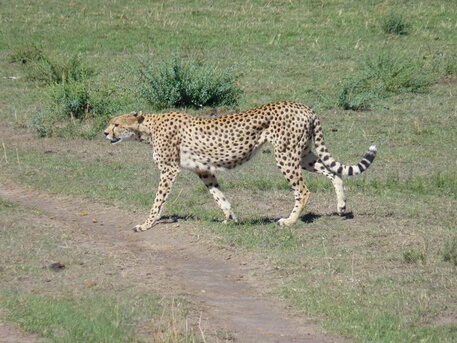 Nairobi, Travel, Best Kenya Safari Packages